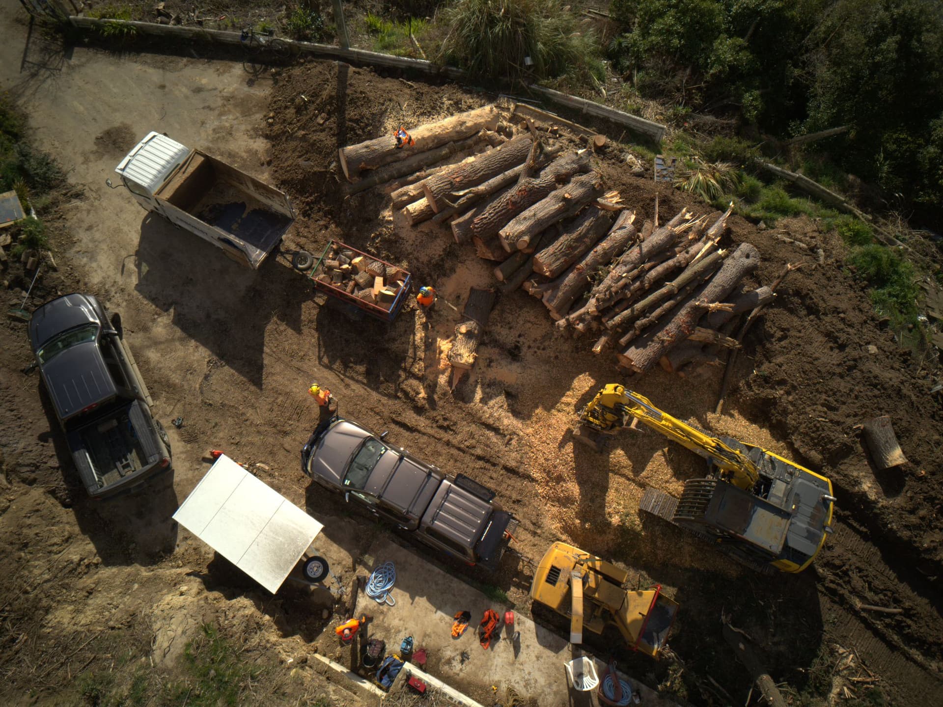 Treeman — Arborists in Dunedin