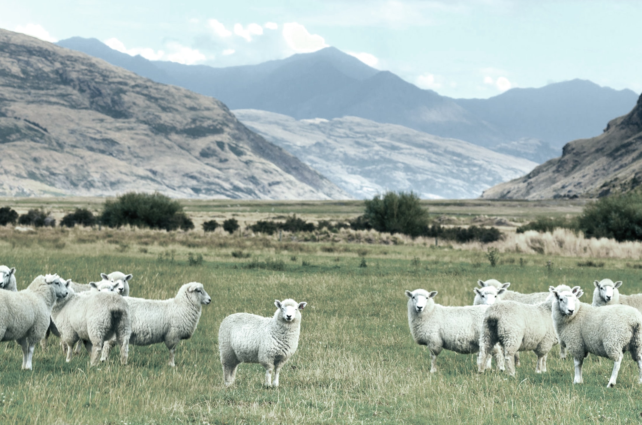 Oceania Meat Processors — Packaging Solutions in Washdyke