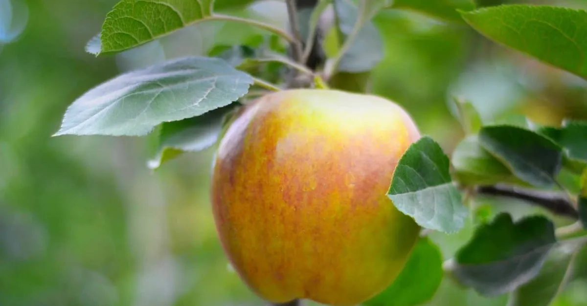Southern Woods — Gardening Services in Rolleston