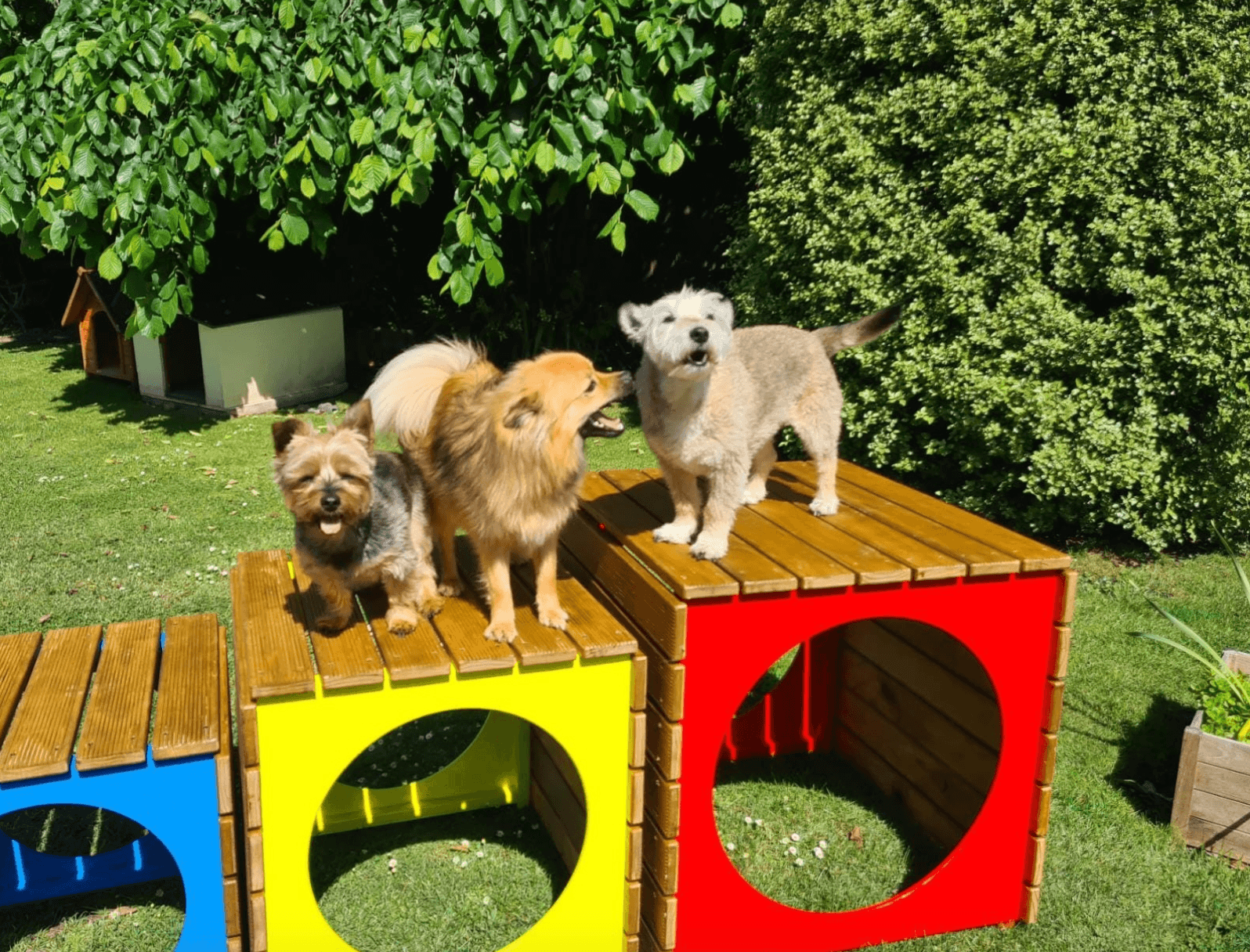 Rocky & Co. Pet Care — Childcare Centres in Kaiapoi