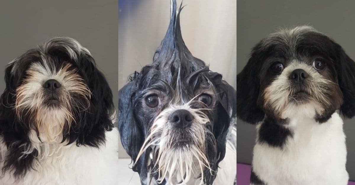 Fluff It Dog Grooming