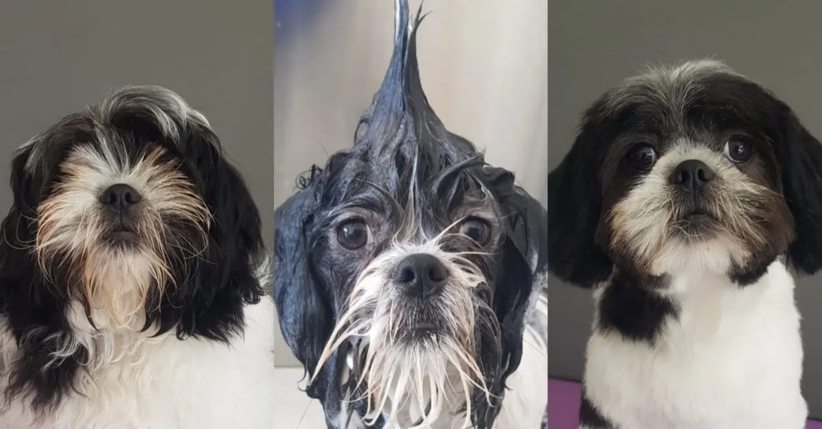 Fluff It Dog Grooming — Dog Groomers in Ngāruawāhia