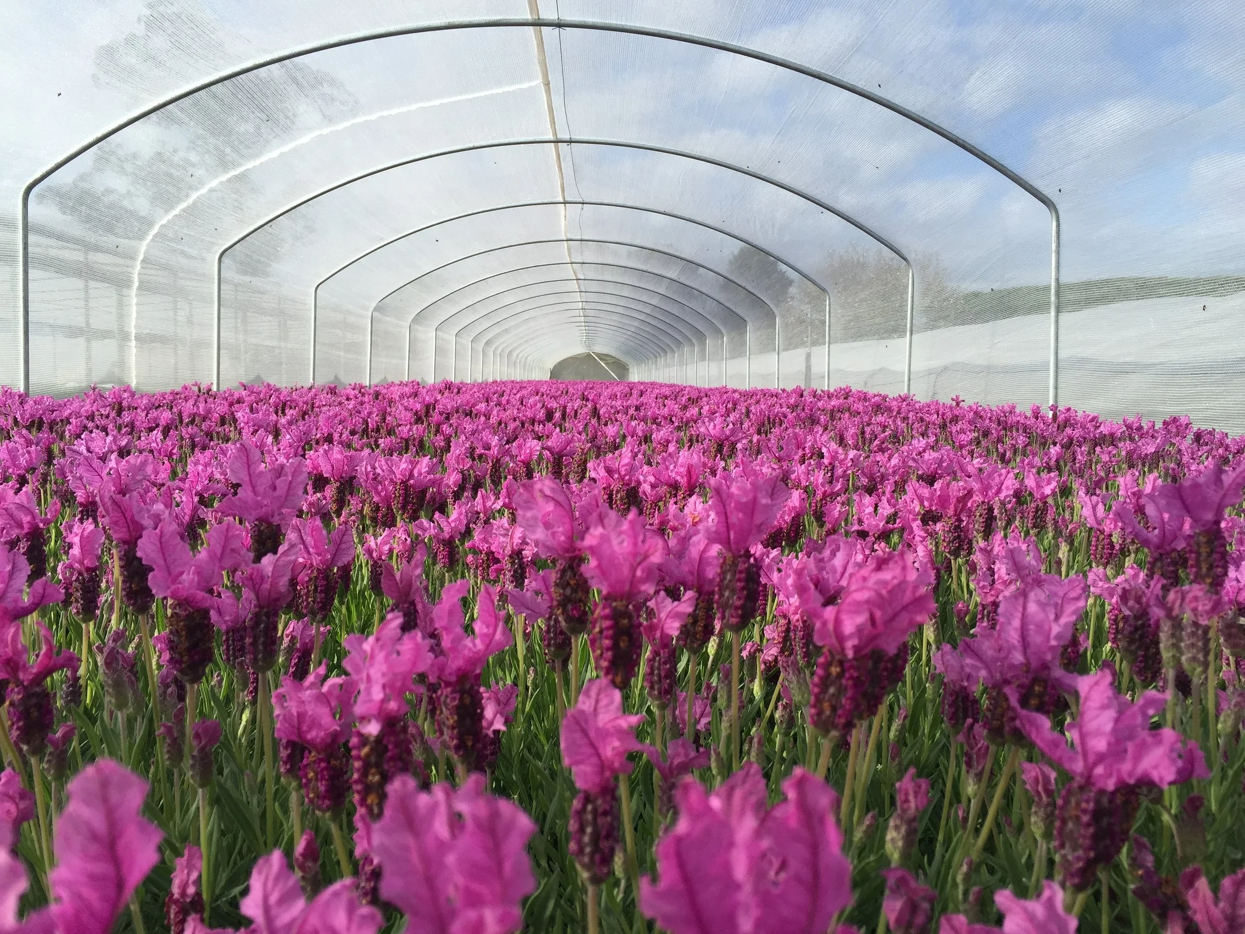 Growing Spectrum — Garden Centres in Kihikihi