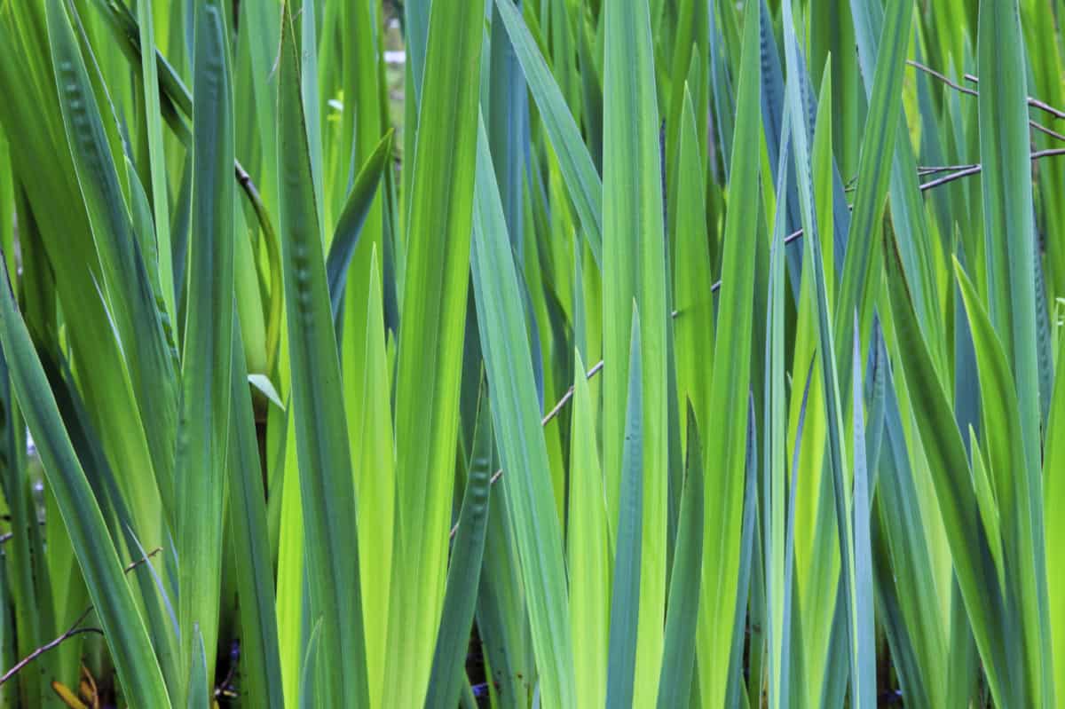 Changing Spaces — Landscaping Services in Albert-Eden