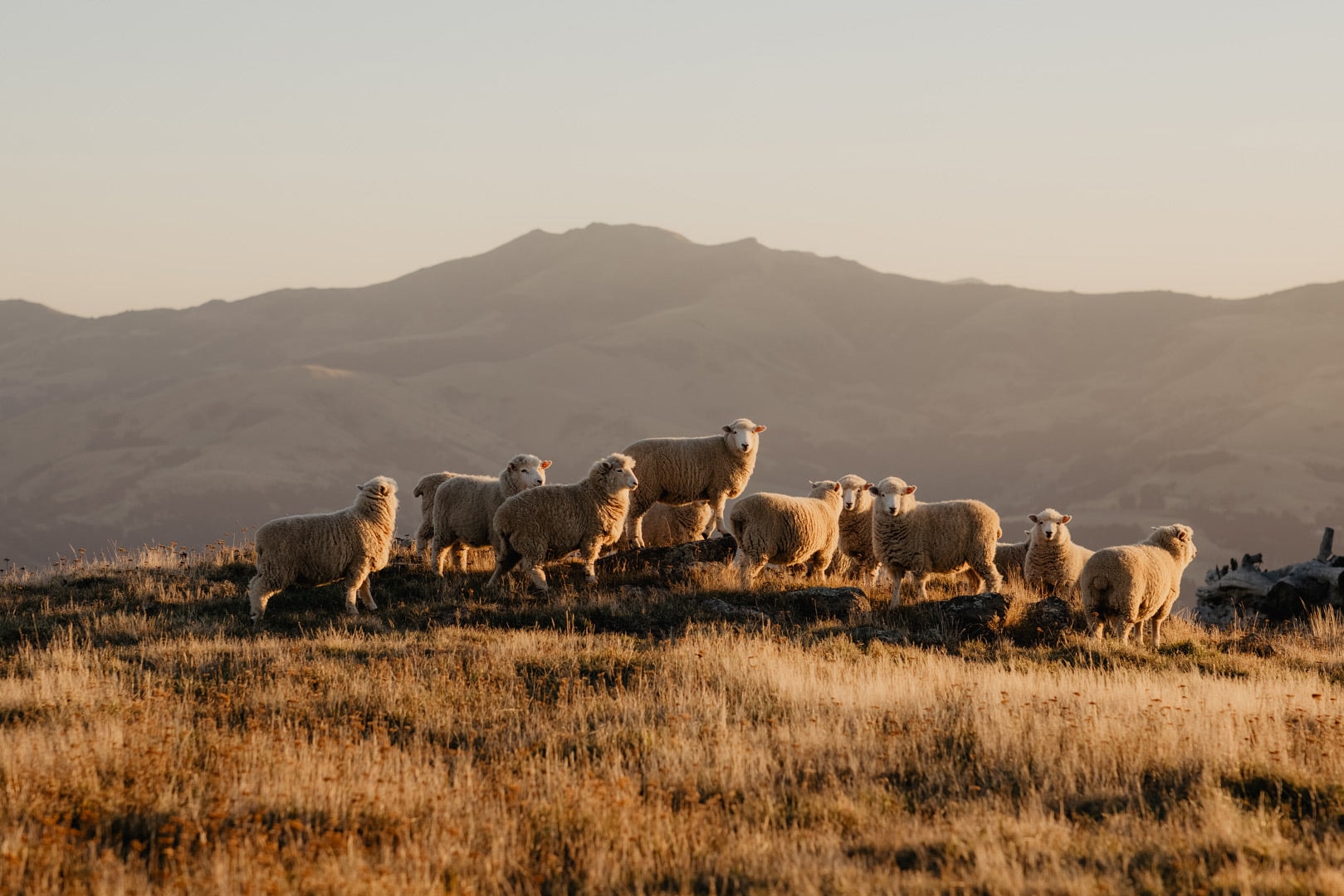 Ecowool — Equipment Suppliers in Warkworth