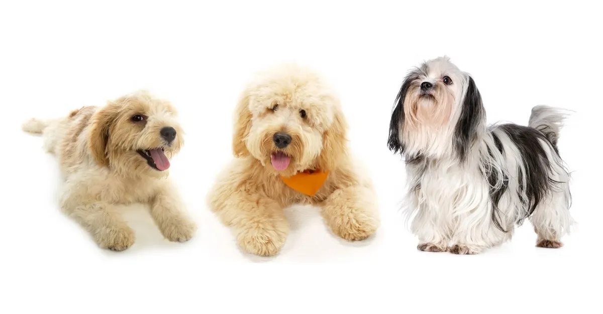 Three Poodles Dog Grooming — Dog Groomers in Howick