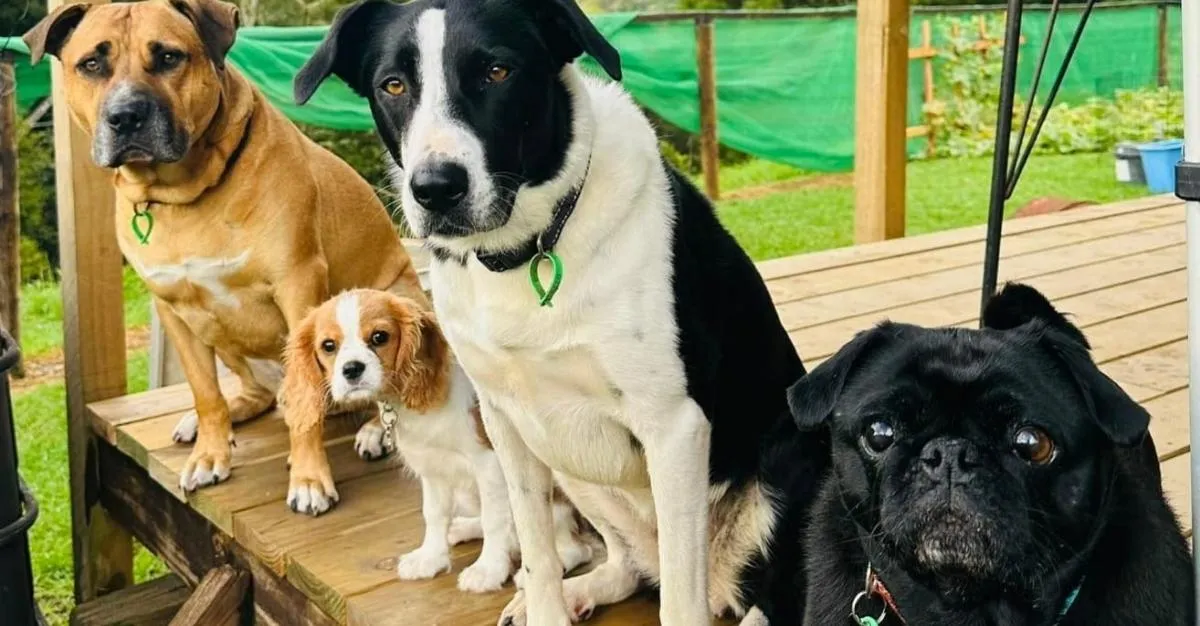 Doggie Mechanics — Dog Groomers in Waikato