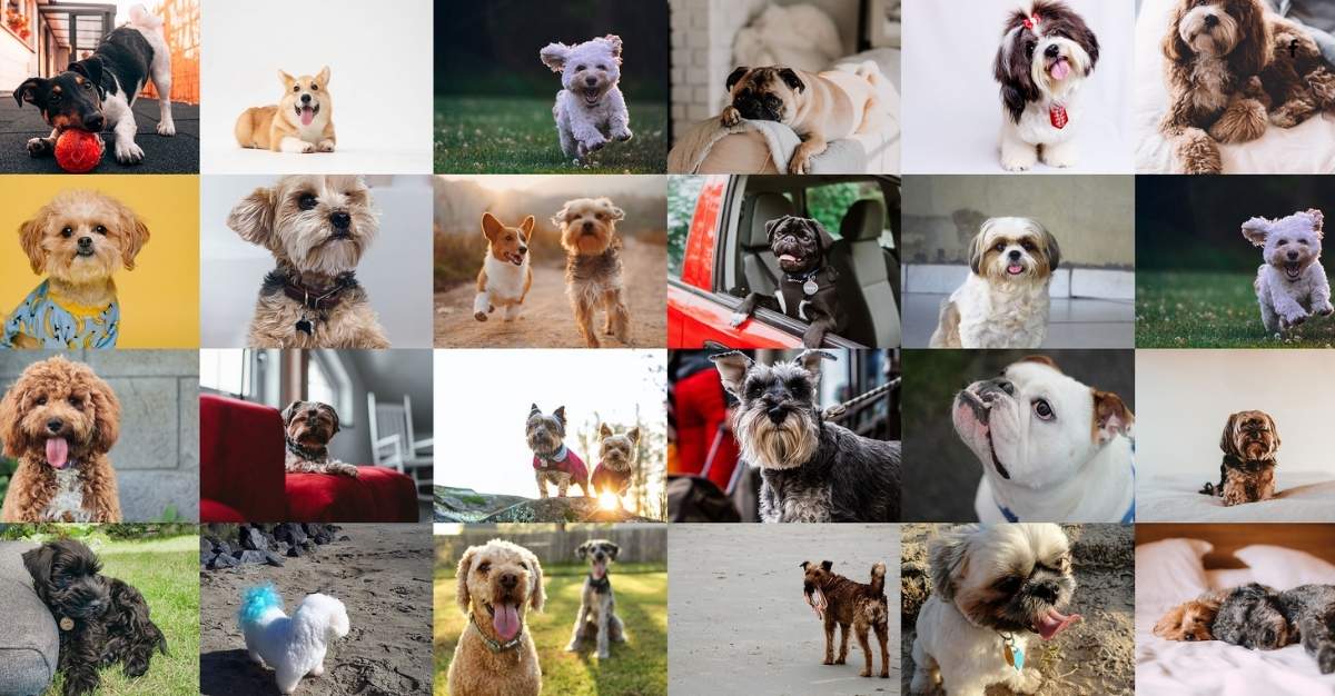 The Mutt Hut — Dog Groomers in Nelson