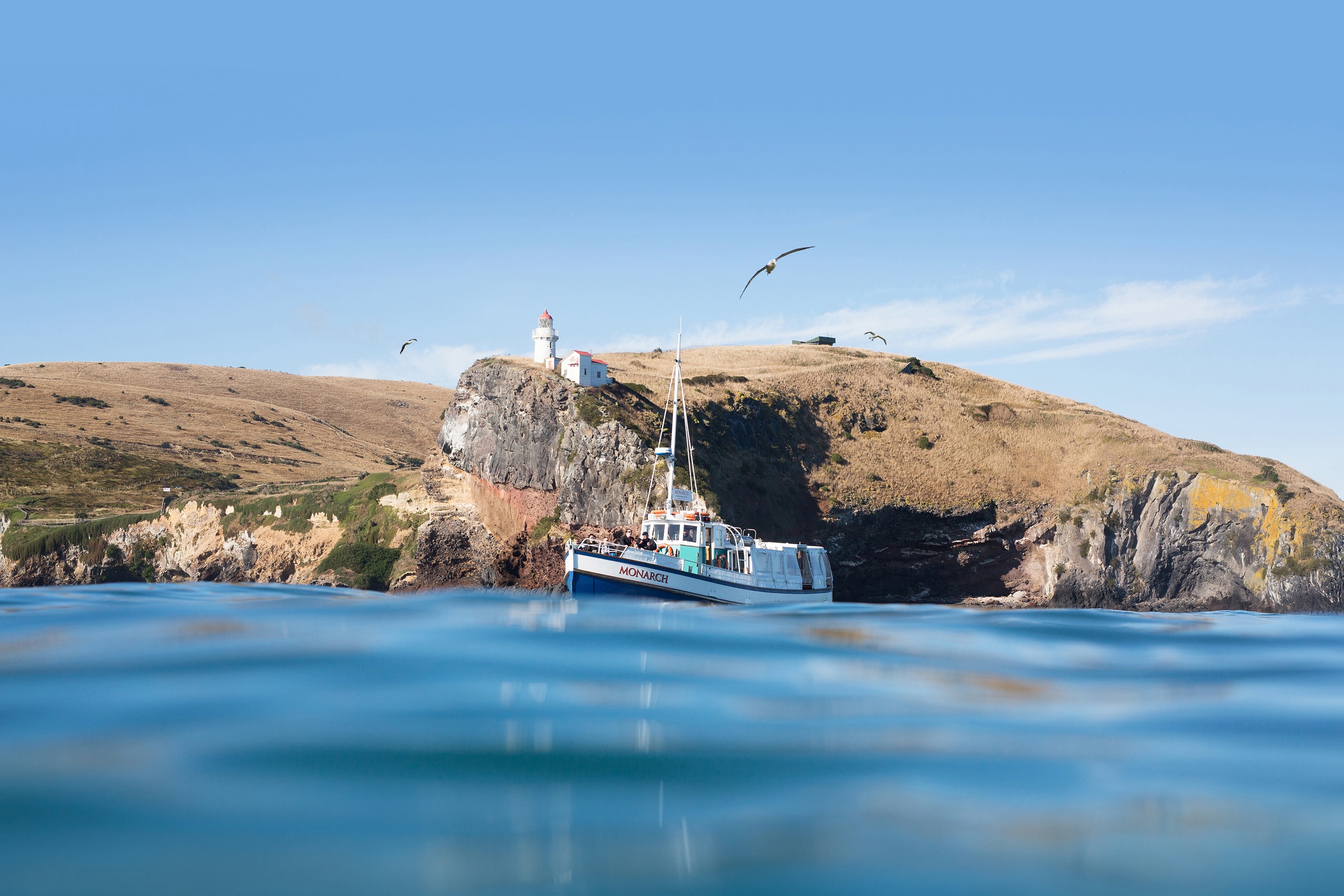Monarch Wildlife Cruises & Tours — Travel & Tourism in Dunedin