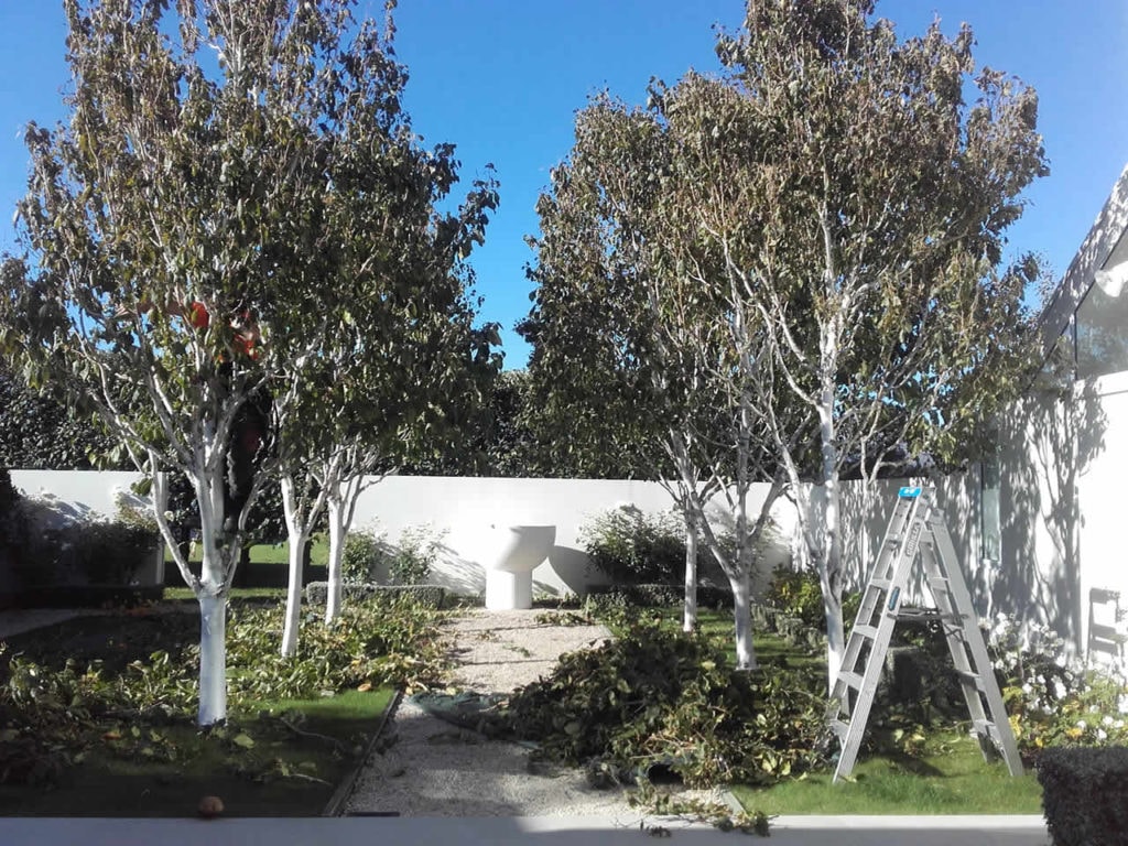 Tree Tamers Wanaka — Arborists in Queenstown
