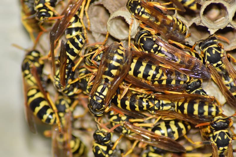Summit Pest Management — Pest Control Services in Dunedin