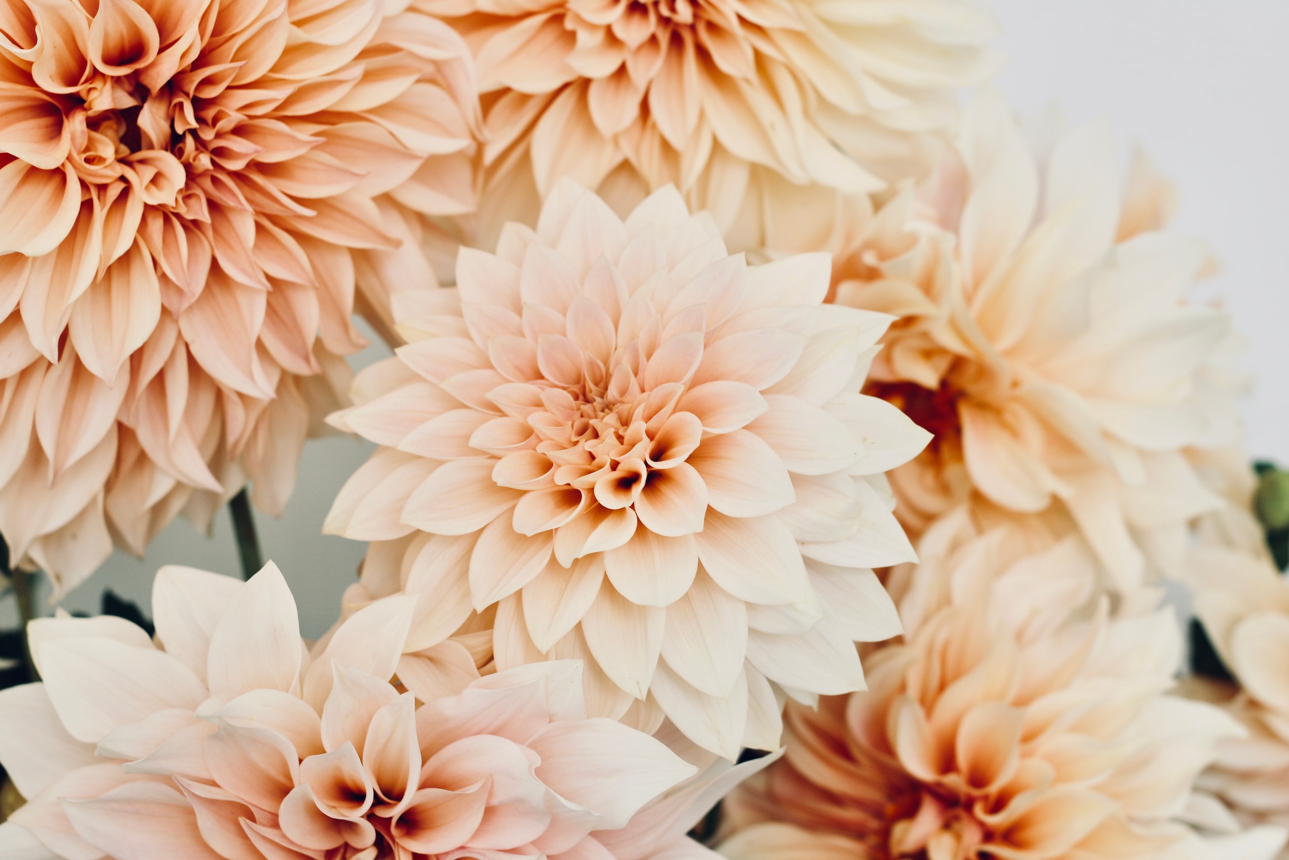 Studio 24 botanicals — Florists in Albert Town