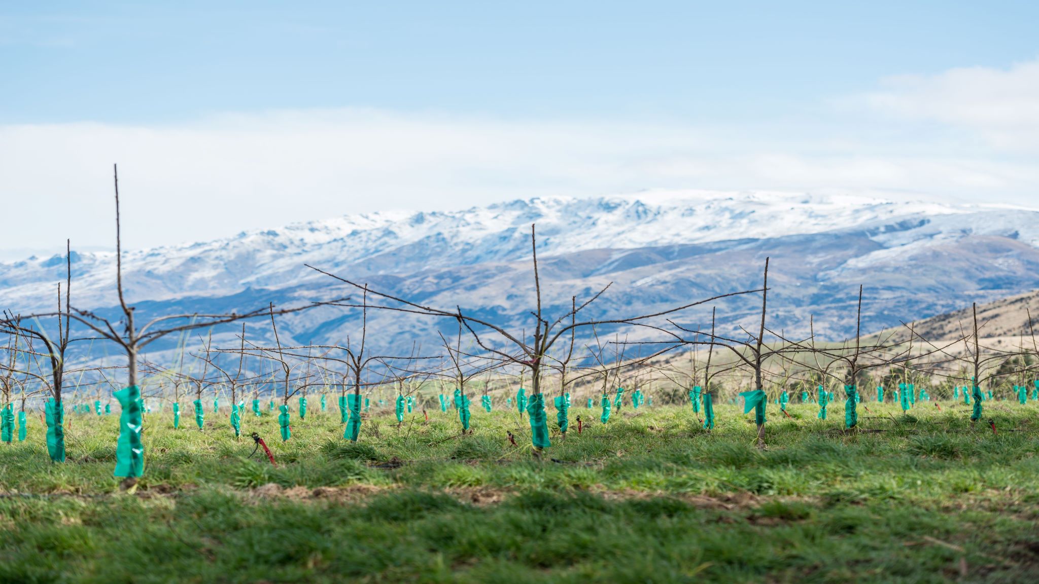 Hortinvest — Agricultural Services in Otago