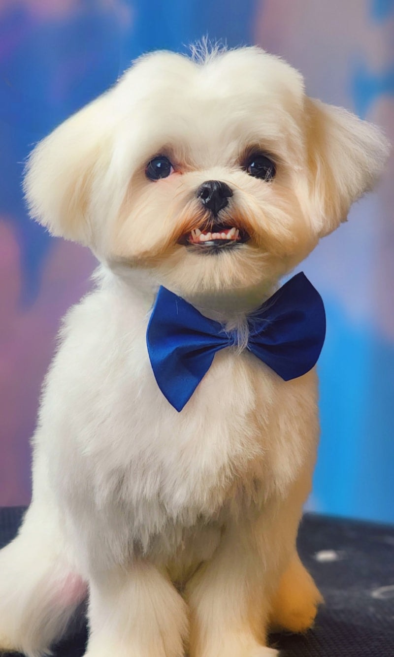 Dave & Andy Dog Grooming — Vets in Te Awamutu