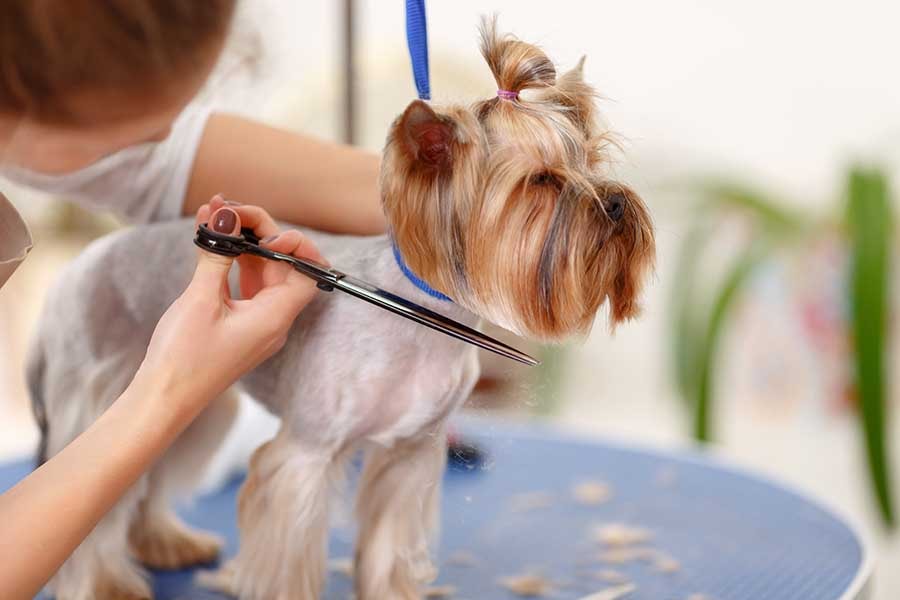 K8s K9s Groom Room — Dog Groomers in Welcome Bay