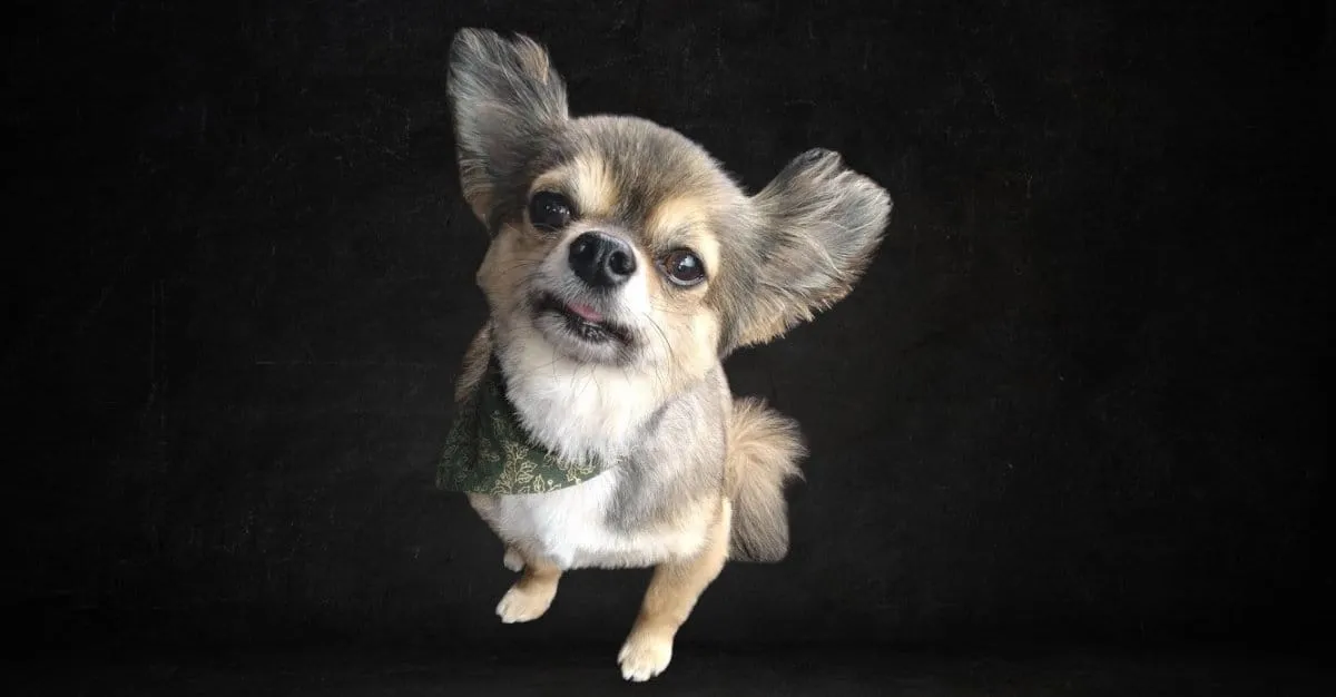 Shear Pawfection — Dog Groomers in Christchurch