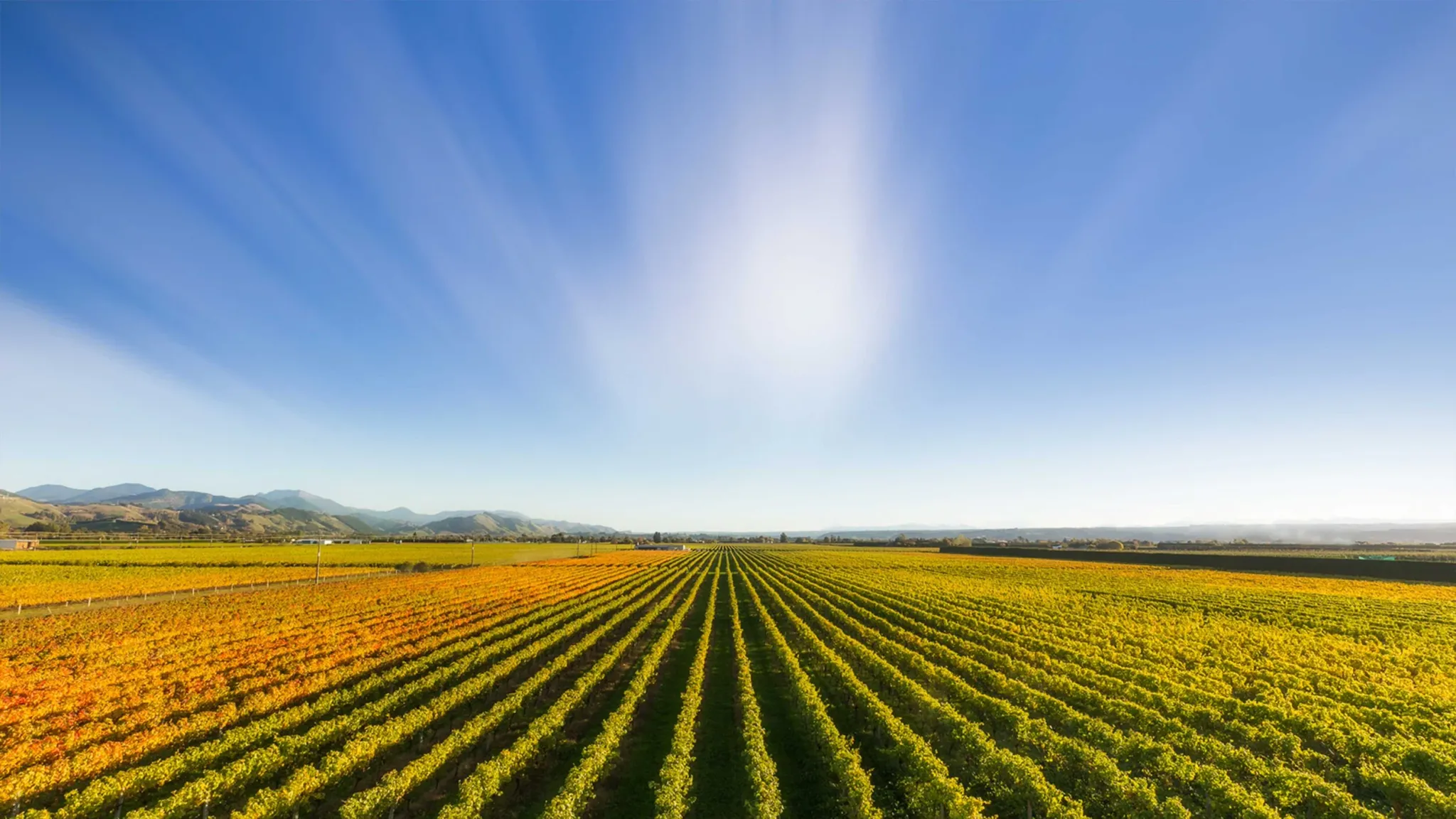 Waimea Estate — Food & Beverage in Hastings