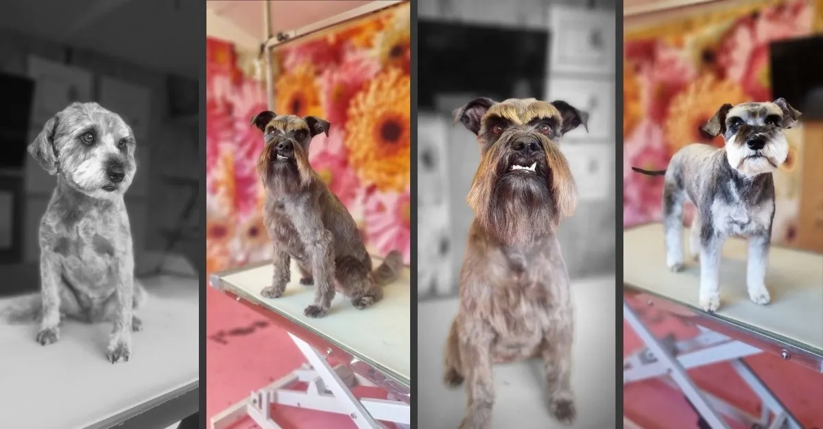 Groom It — Dog Groomers in Napier