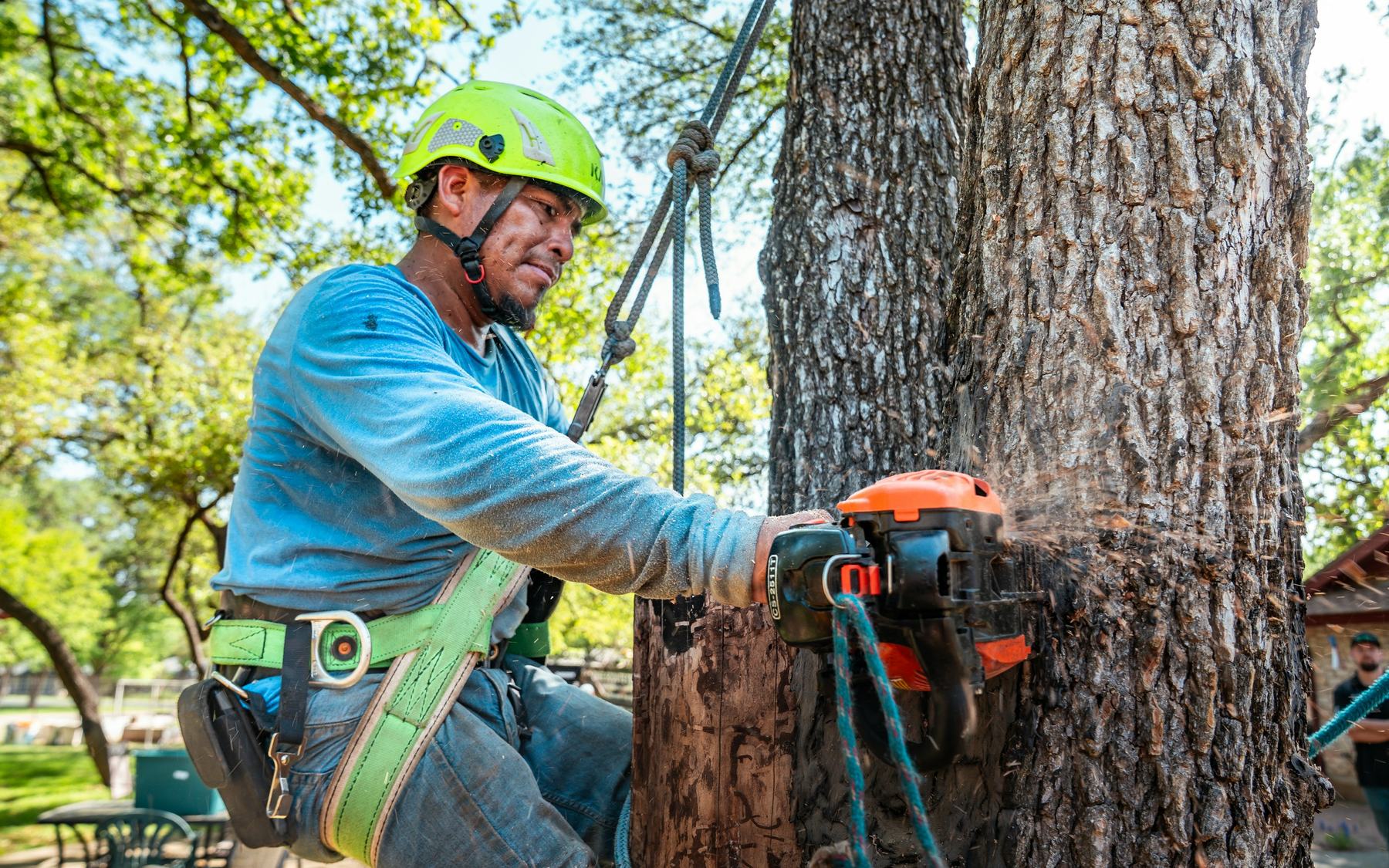 A One A Tree Care — Arborists in Panmure