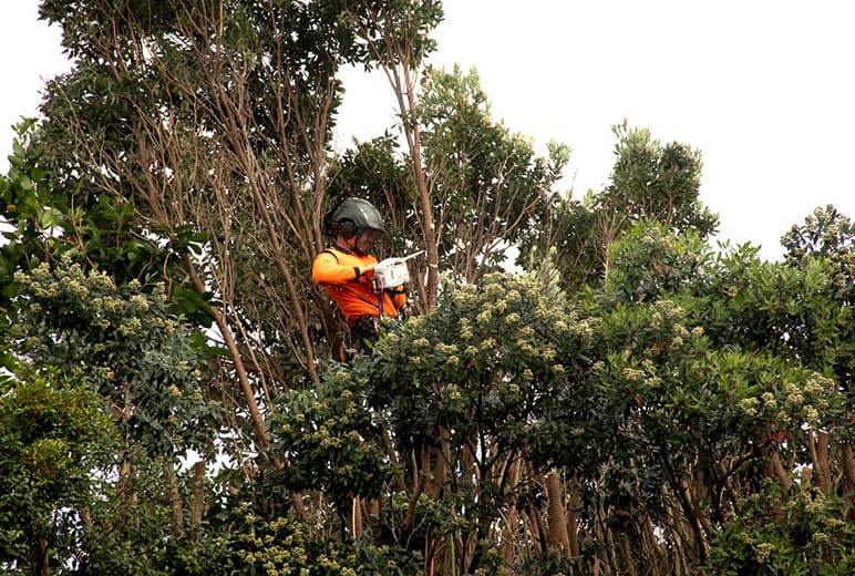 Armes Tree Solutions — Arborists in Wellington