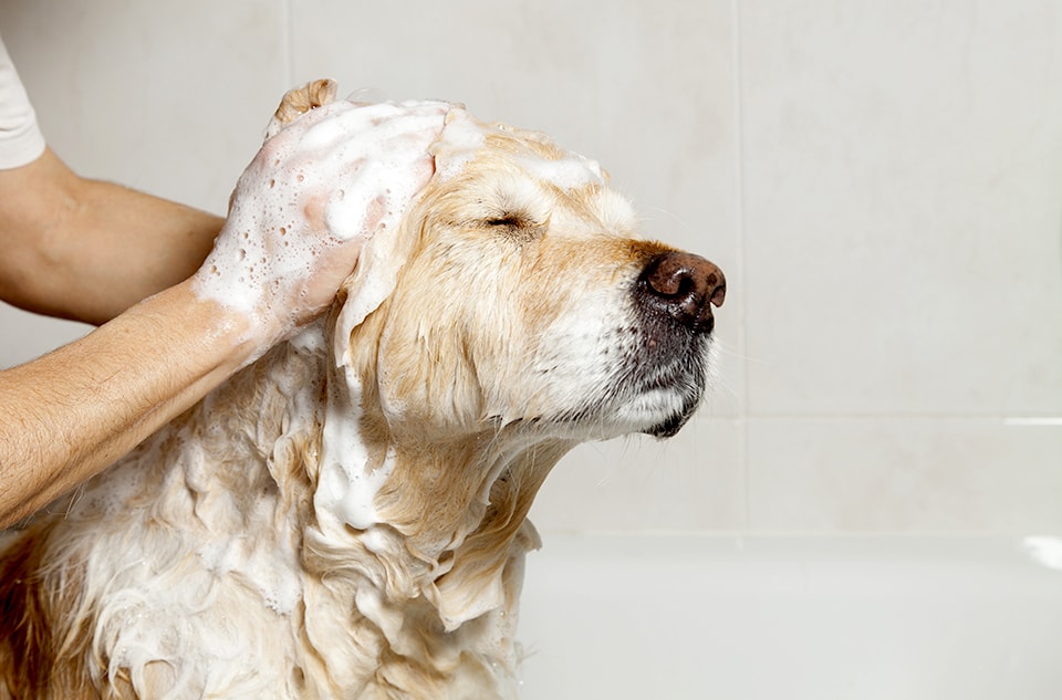 The Groom Room — Dog Groomers in Runciman