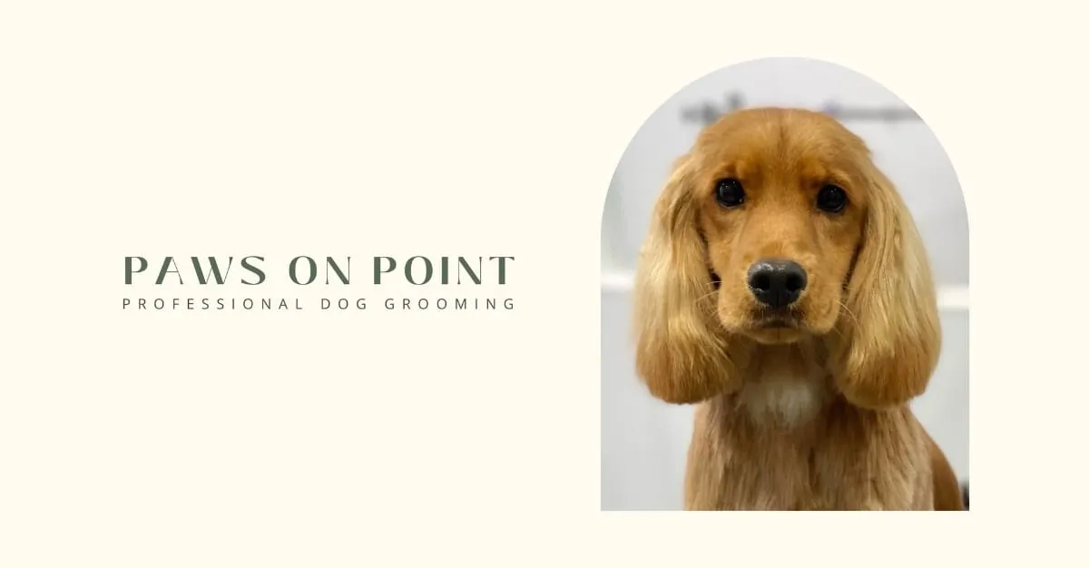Paws on Point — Dog Groomers in Auckland