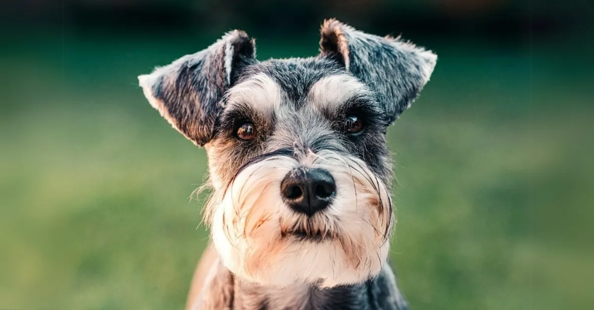 Paw Space Pet Grooming — Dog Groomers in Auckland