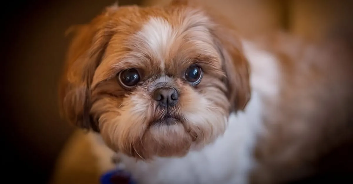 Oh My Dog — Dog Groomers in New Plymouth