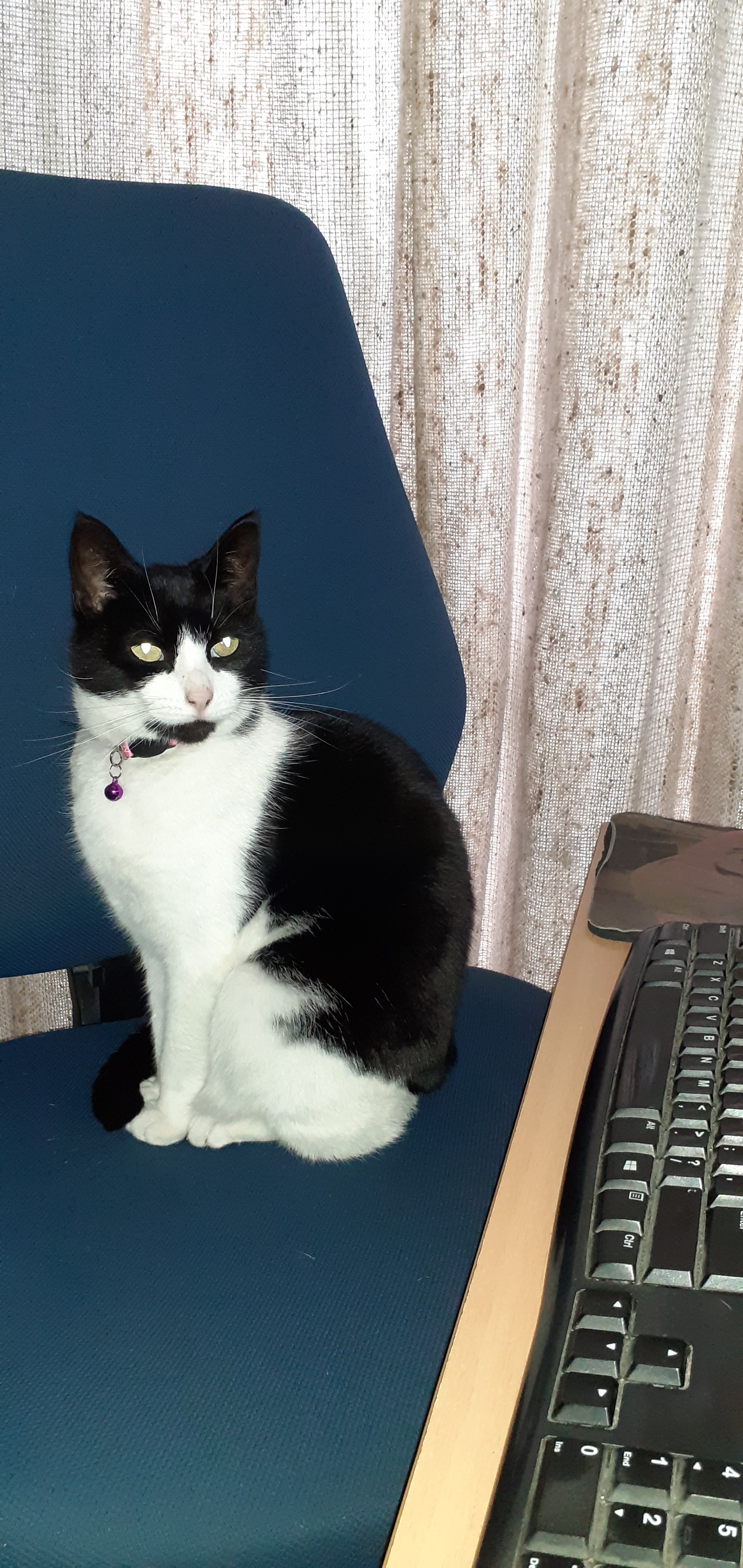 Document Doctor Transcription & Formatting Service — Professional Services in Dunedin