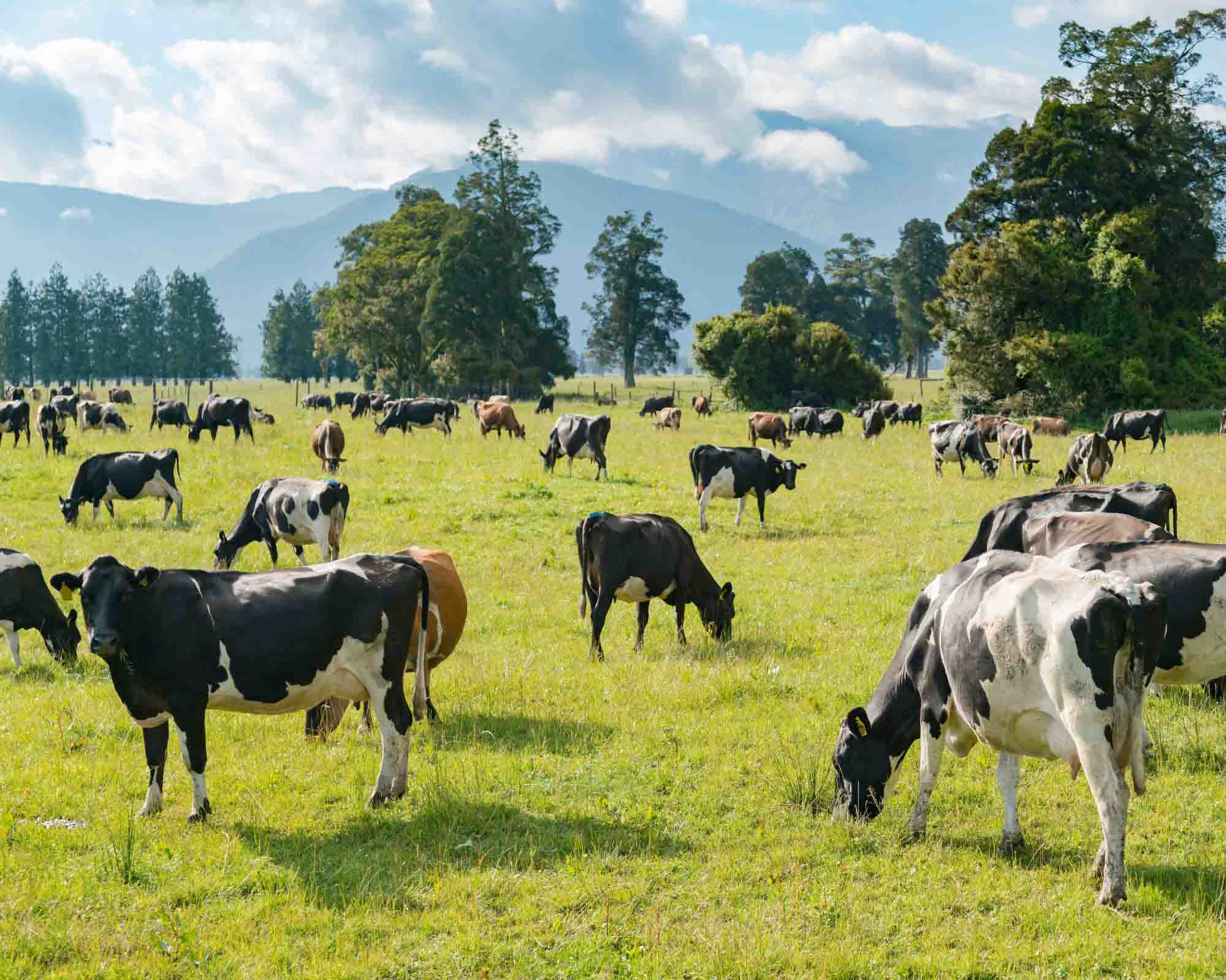 Mg Minerals — Agricultural Services in Waikato