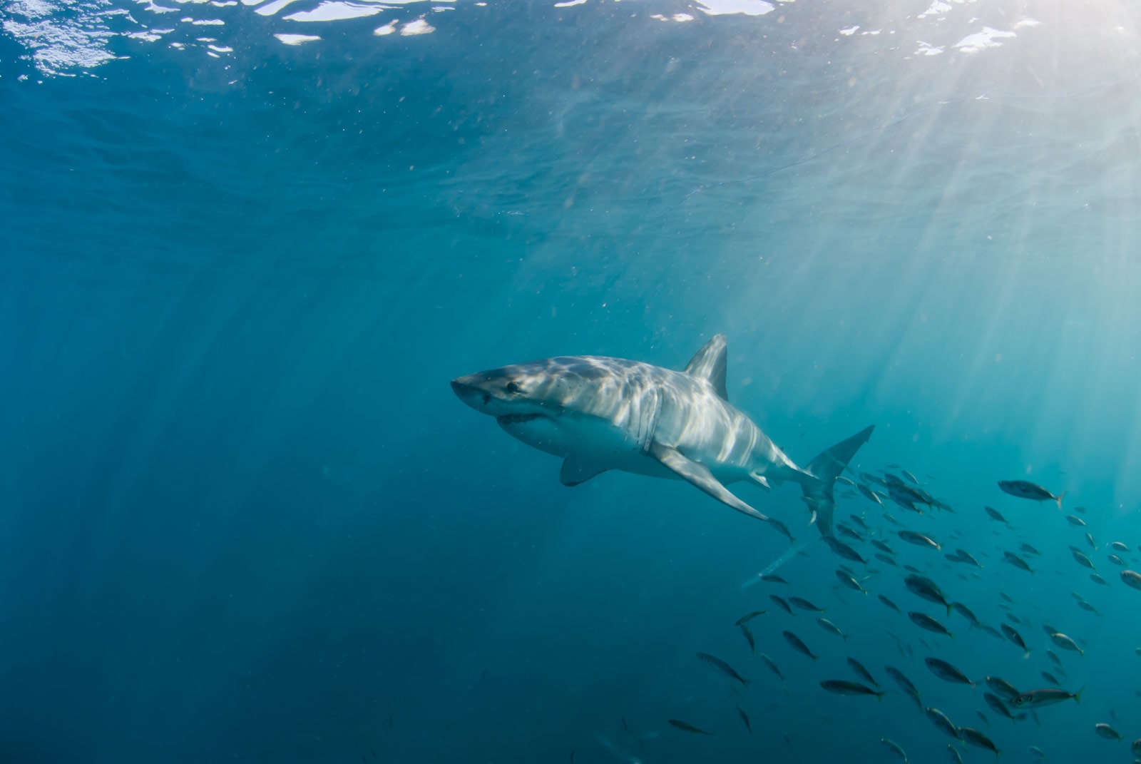 Shark Experience Ltd — Travel & Tourism in Invercargill