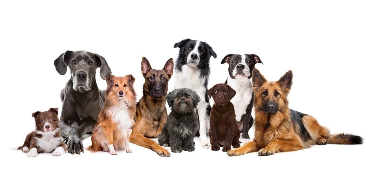 All Breeds Dog Grooming