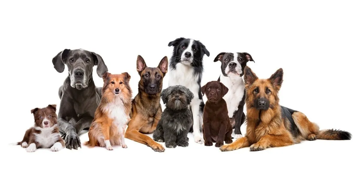 All Breeds Dog Grooming — Dog Groomers in Albany