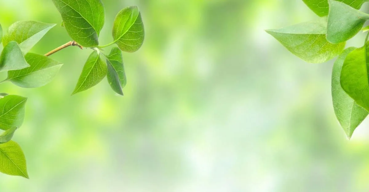M.E. Holistic Care — Acupuncturists in Remuera