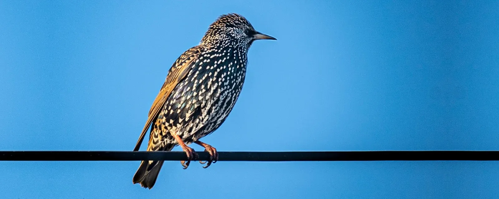 Arcturus Photography — Photographers in Dunedin
