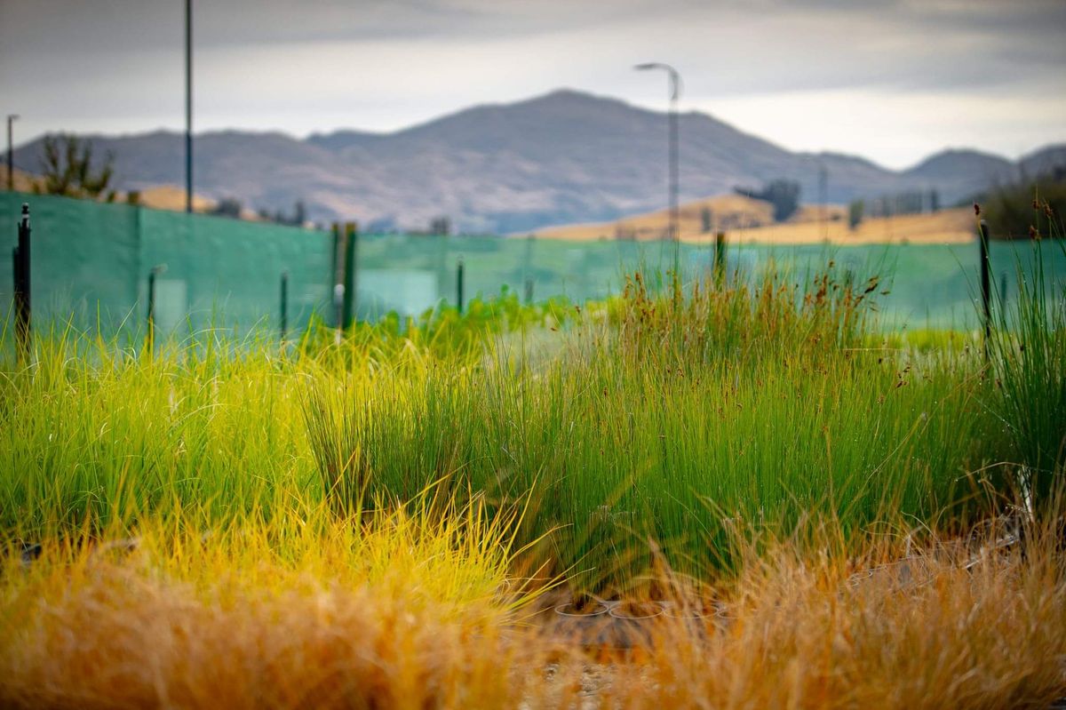 Queenstown Nursery — Landscaping Services in Queenstown