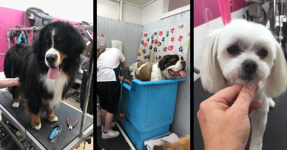 Savoir Dog Grooming — Dog Groomers in Christchurch
