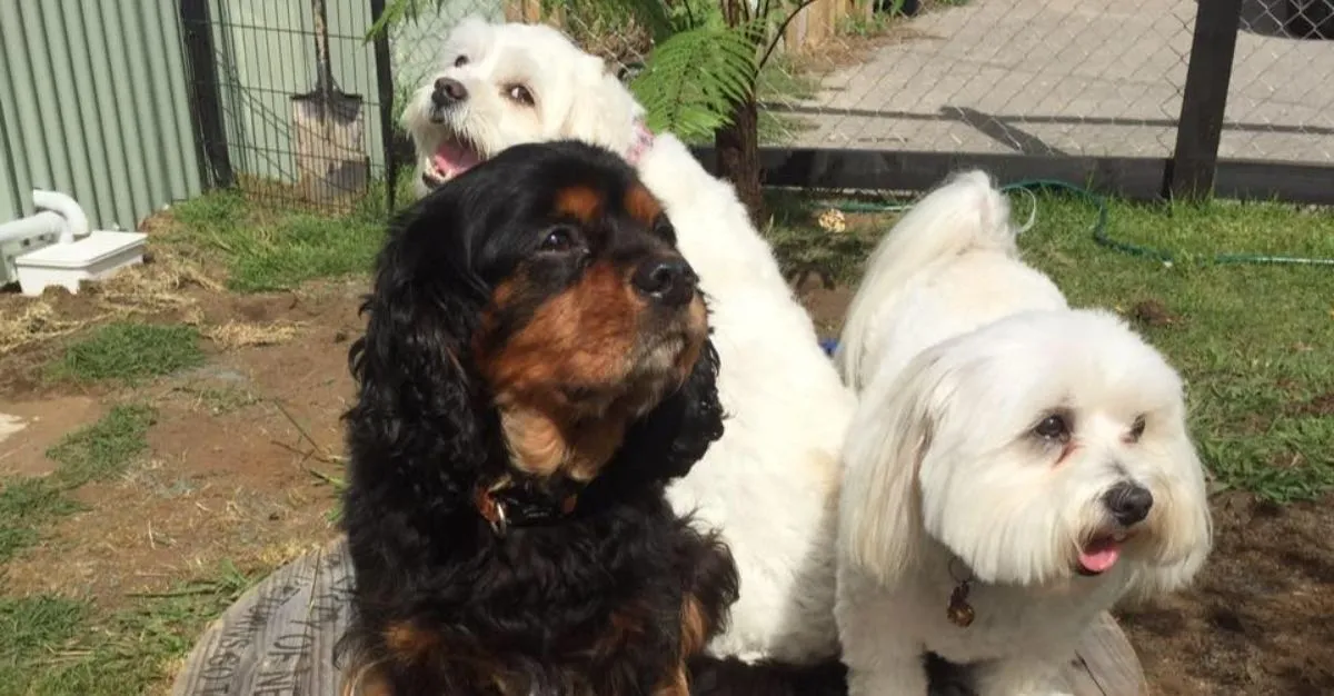 Doggie Day Spa & Resort — Dog Groomers in New Plymouth