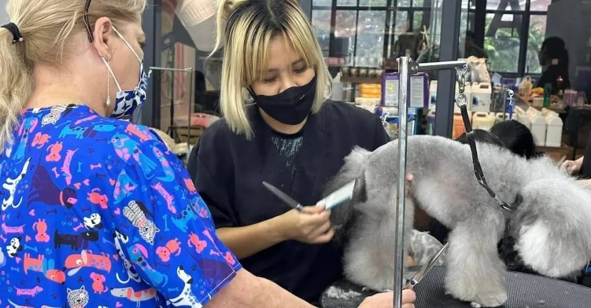 Rovers Return Grooming — Dog Groomers in Nelson