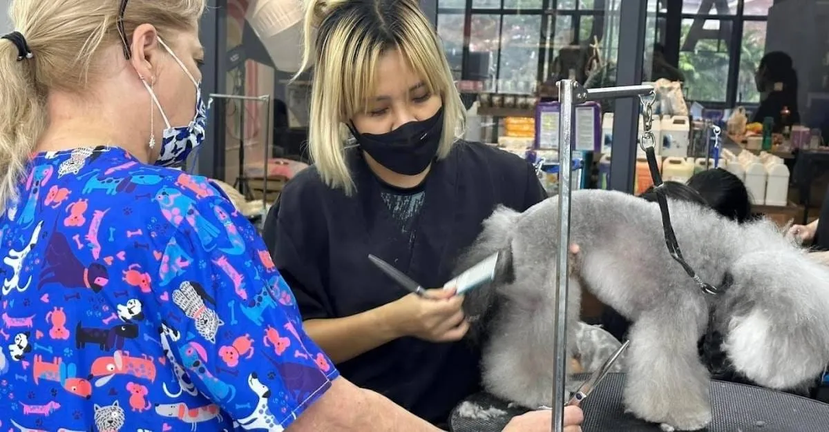 Rovers Return Grooming — Dog Groomers in Nelson