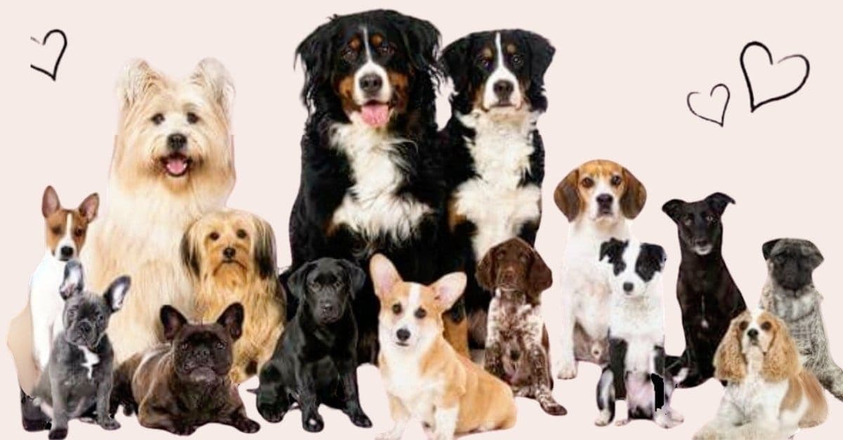 North Canterbury Dog Grooming