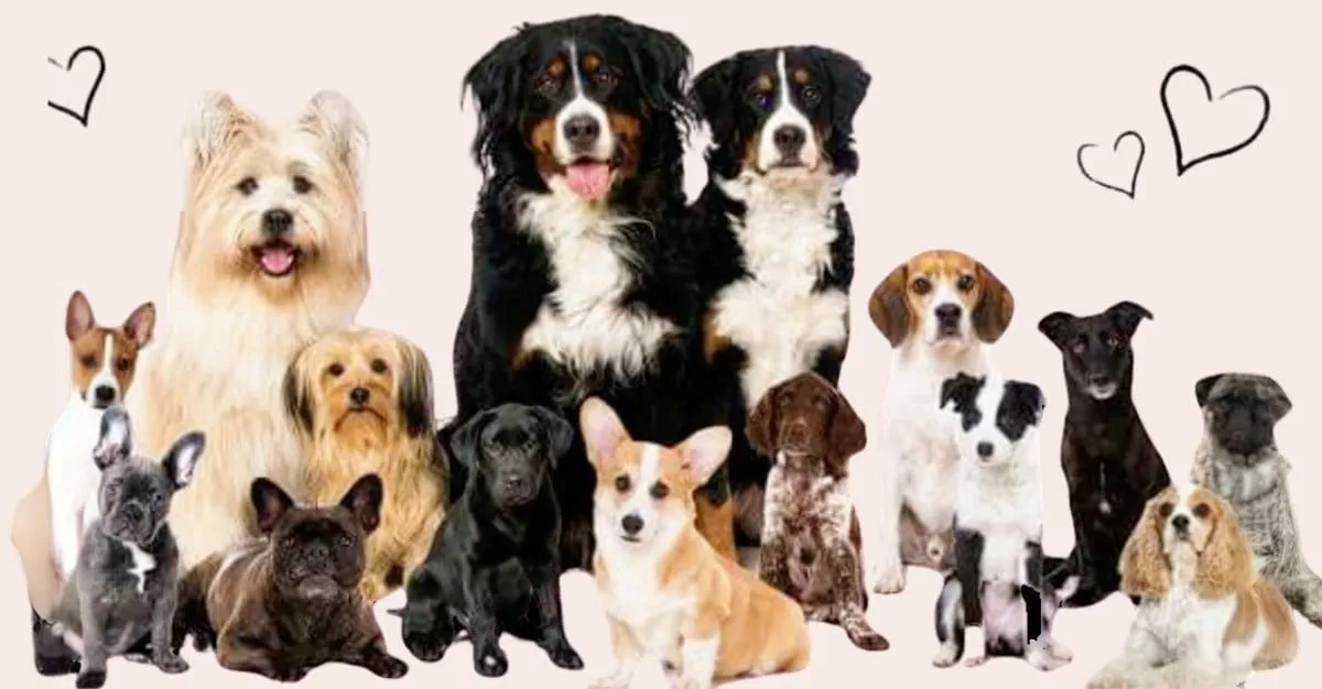 North Canterbury Dog Grooming — Dog Groomers in Canterbury
