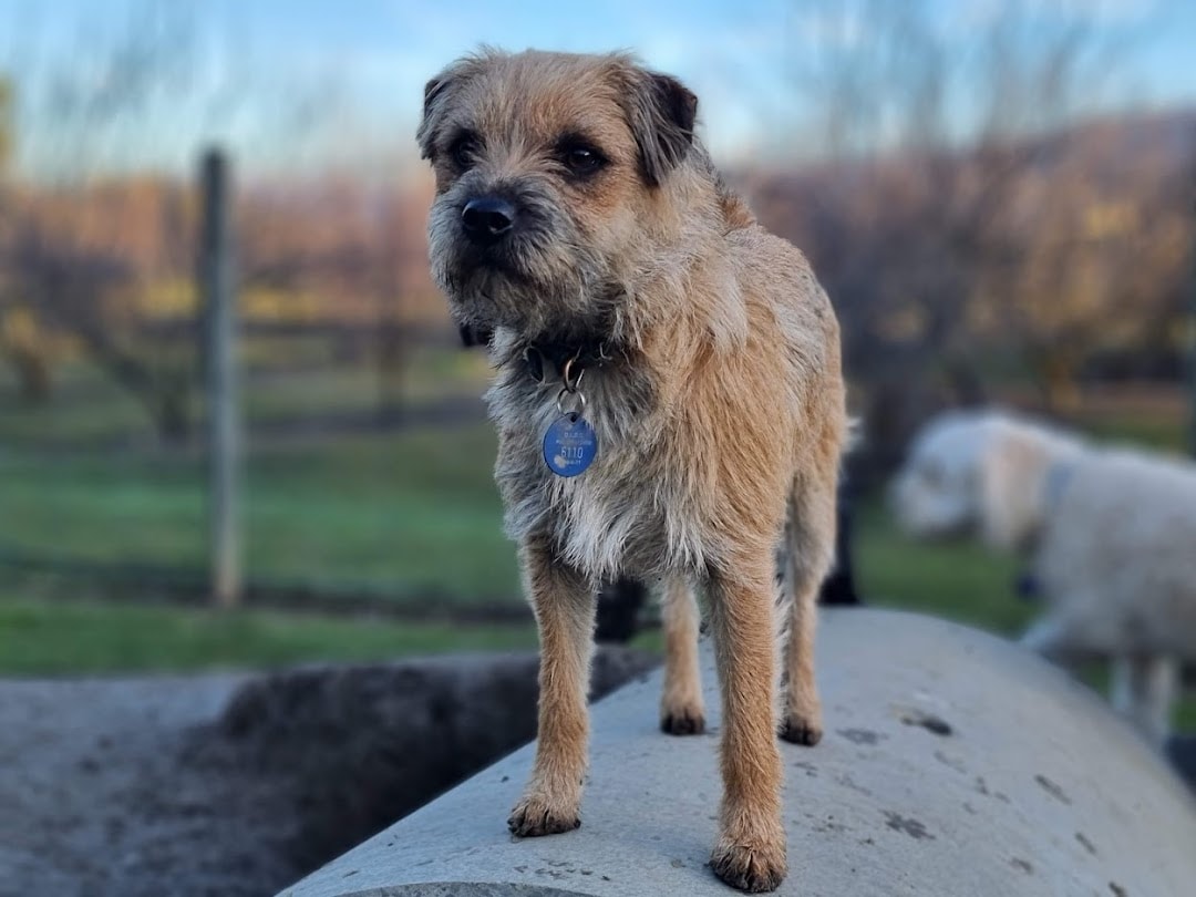 Ripponvale Pet Retreat — Pet Care Services in Bannockburn