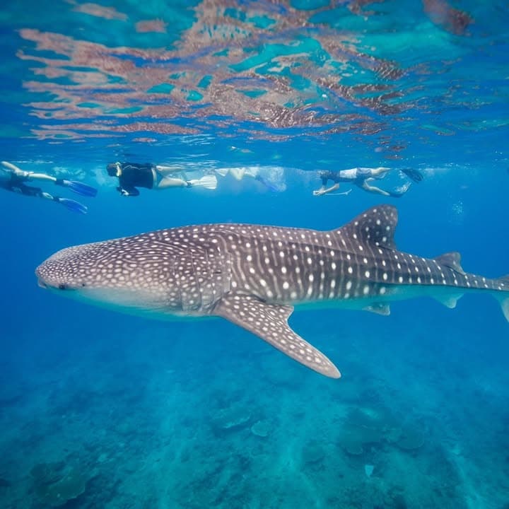 Global Dive