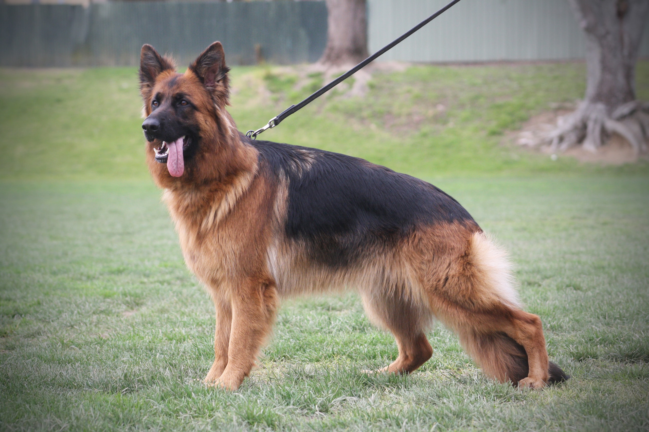 Shephaven Kennels — Dog Groomers in Whakatāne