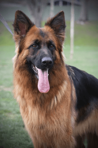 Shephaven Kennels