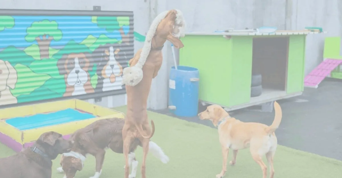 Grange Spa Tauranga — Dog Groomers in Bay of Plenty