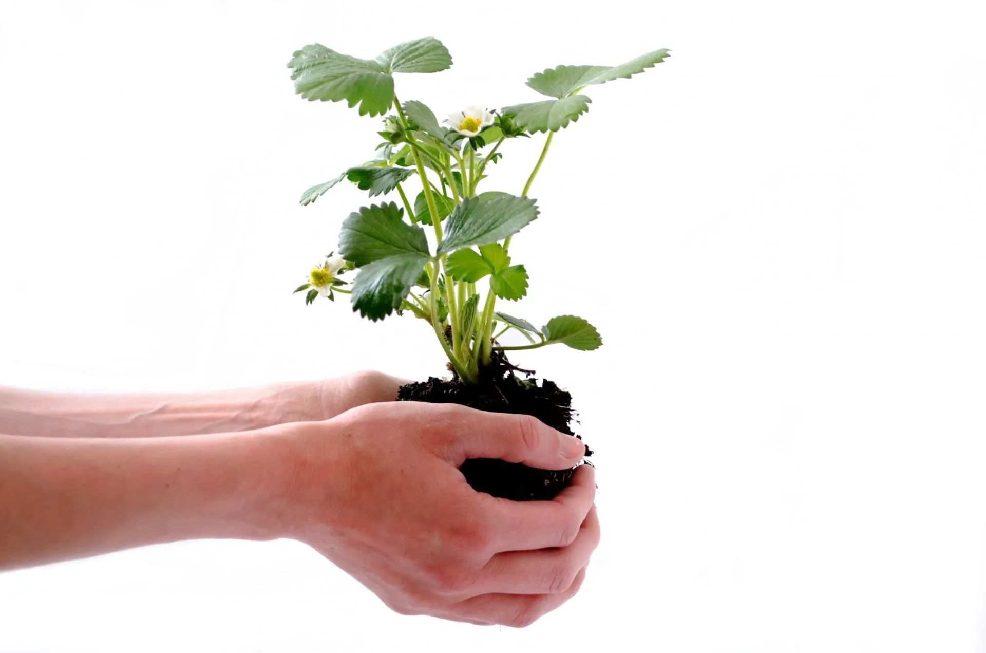 My Garden Helper — Gardening Services in Shirley