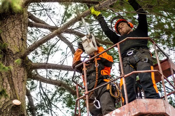 Branch Manager Tree Services — Arborists in Tauranga