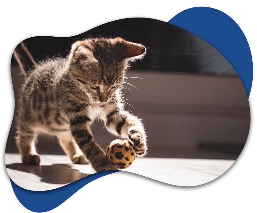 Wellington After Hours Veterinary Clinic — Vets in Wellington